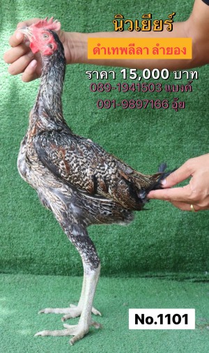 Gà Kelso 10 Tháng Tuổi