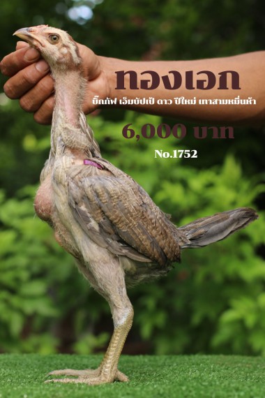 Gà Asil Kelso 10 tháng Tuổi