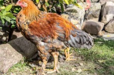 Gà chân lông vảy loạn có phải là thần kê không?