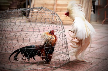 Cách tập lực cho gà chọi hiệu quả và an toàn