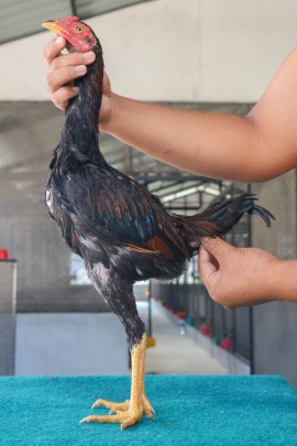 Gà Roundhead 8 Tháng Tuổi