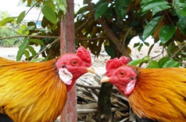 Cách nhận biết gà linh kê thần kê nhất định phải biết